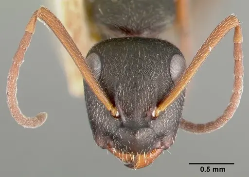 Camponotus planus specimen CASTYPE00455-02 image castype00455-02_3