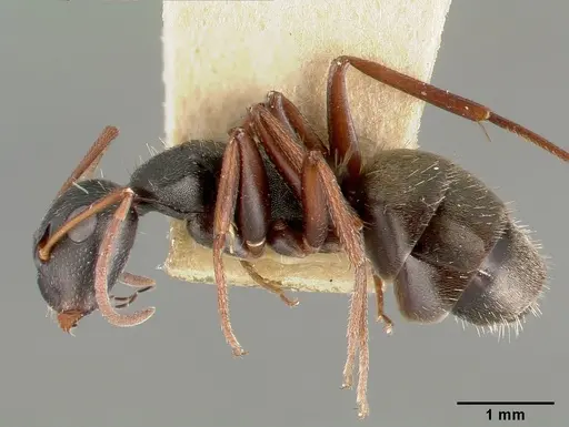 Camponotus planus specimen CASTYPE00455-02 image castype00455-02_4