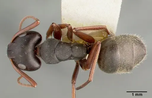 Camponotus planus specimen CASTYPE00455-03 image castype00455-03_1