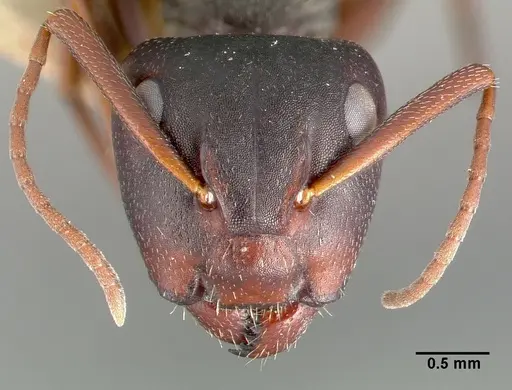 Camponotus planus specimen CASTYPE00455-03 image castype00455-03_2