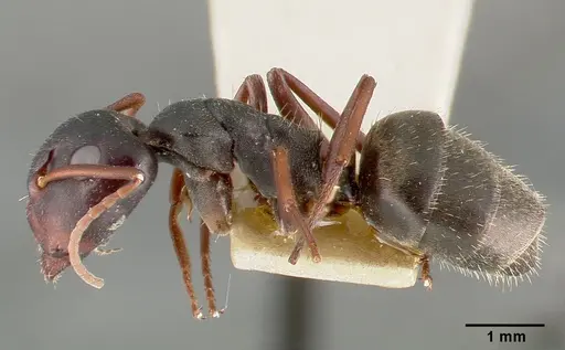 Camponotus planus specimen CASTYPE00455-03 image castype00455-03_3