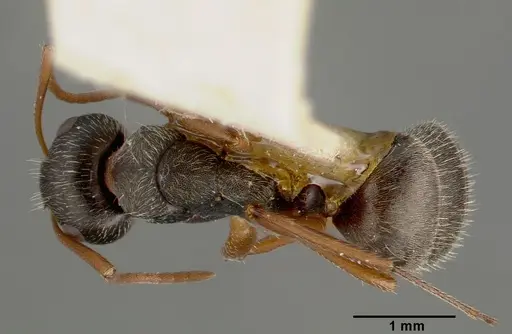 Camponotus planus specimen CASTYPE00456-01 image castype00456-01_1