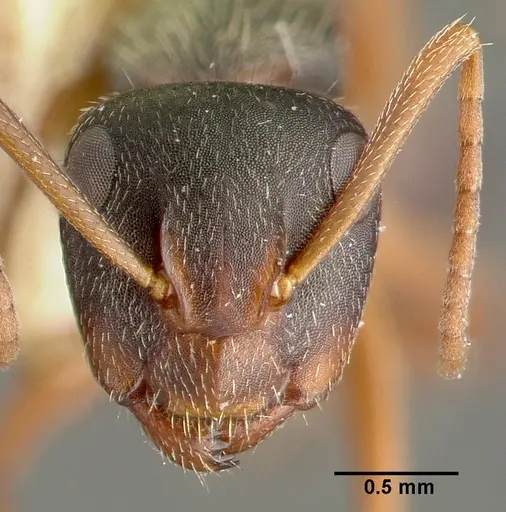 Camponotus planus specimen CASTYPE00456-01 image castype00456-01_2