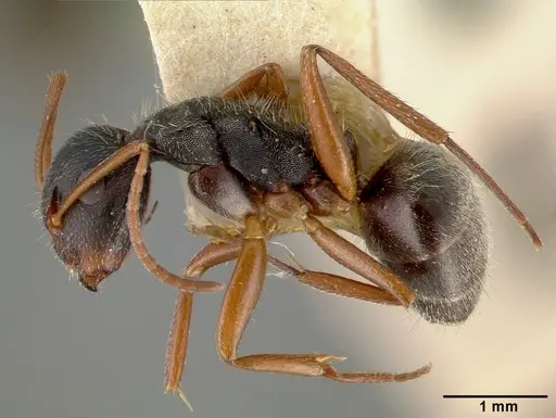Camponotus planus specimen CASTYPE00456-01 image castype00456-01_3