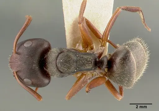 Camponotus planus specimen CASTYPE00456-02 image castype00456-02_1