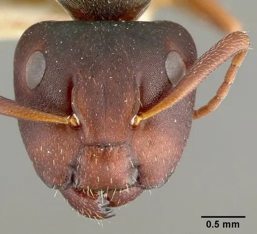 Camponotus planus specimen CASTYPE00456-02 image castype00456-02_2