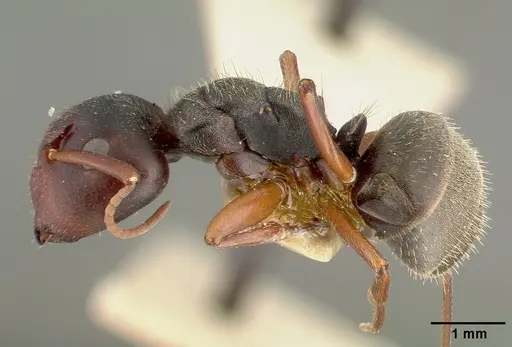Camponotus planus specimen CASTYPE00456-02 image castype00456-02_3
