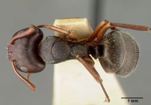 Camponotus planus specimen CASTYPE00456-03 image castype00456-03_1