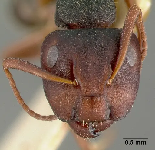 Camponotus planus specimen CASTYPE00456-03 image castype00456-03_2