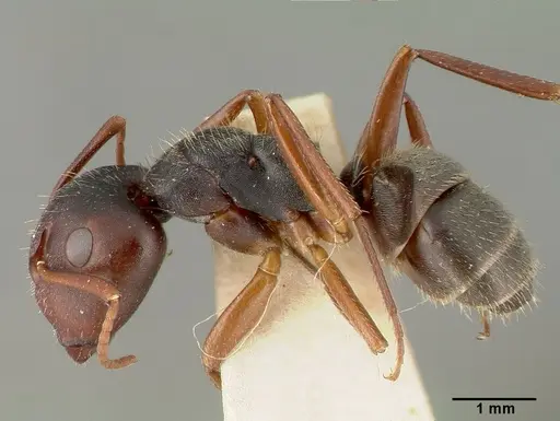 Camponotus planus specimen CASTYPE00456-03 image castype00456-03_3