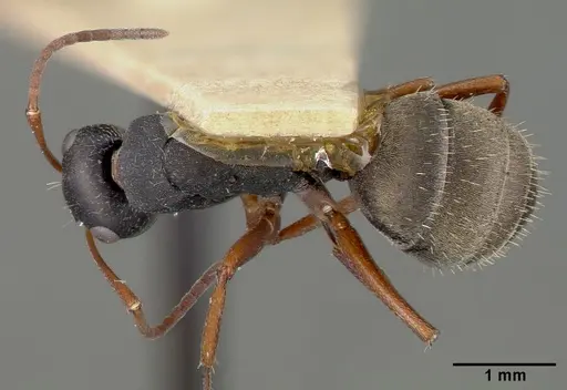 Camponotus planus specimen CASTYPE00457-01 image castype00457-01_1