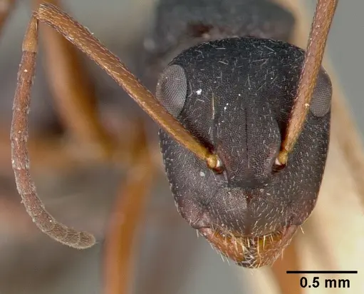 Camponotus planus specimen CASTYPE00457-01 image castype00457-01_2