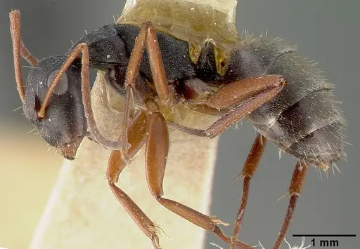 Camponotus planus specimen CASTYPE00457-01 image castype00457-01_3