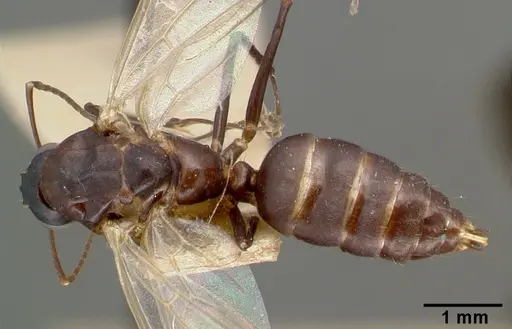 Camponotus planus specimen CASTYPE00457-02 image castype00457-02_1