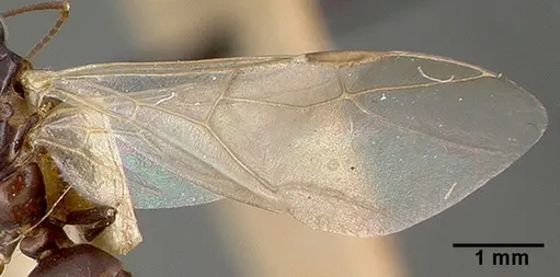 Camponotus planus specimen CASTYPE00457-02 image castype00457-02_2