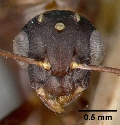 Camponotus planus specimen CASTYPE00457-02 image castype00457-02_3