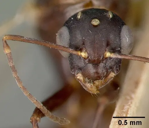 Camponotus planus specimen CASTYPE00457-02 image castype00457-02_4