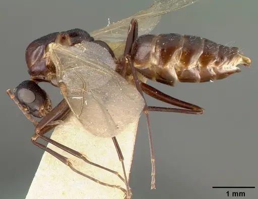 Camponotus planus specimen CASTYPE00457-02 image castype00457-02_5