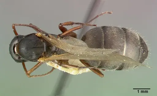 Camponotus planus specimen CASTYPE00457-03 image castype00457-03_1
