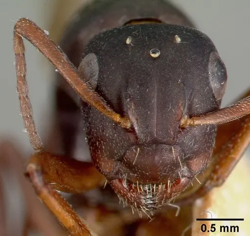 Camponotus planus specimen CASTYPE00457-03 image castype00457-03_2