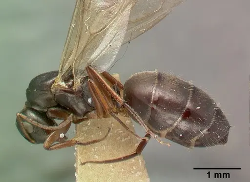 Camponotus planus specimen CASTYPE00457-03 image castype00457-03_3