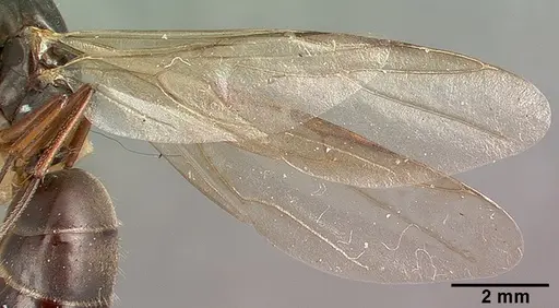 Camponotus planus specimen CASTYPE00457-03 image castype00457-03_4