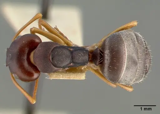 Camponotus planus specimen CASTYPE00458-01 image castype00458-01_1