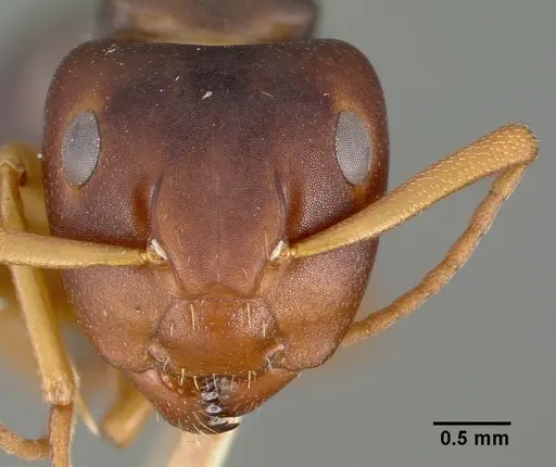 Camponotus planus specimen CASTYPE00458-01 image castype00458-01_2