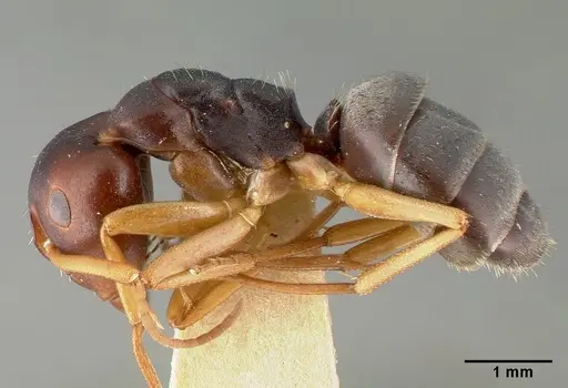 Camponotus planus specimen CASTYPE00458-01 image castype00458-01_3