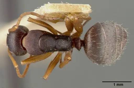 Camponotus planus specimen CASTYPE00458-02 image castype00458-02_1