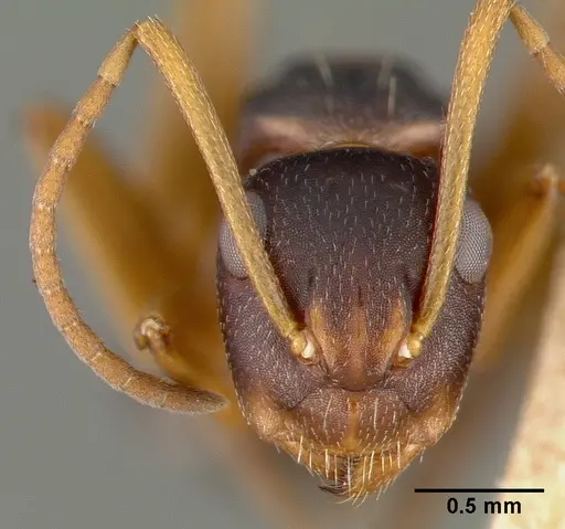 Camponotus planus specimen CASTYPE00458-02 image castype00458-02_2