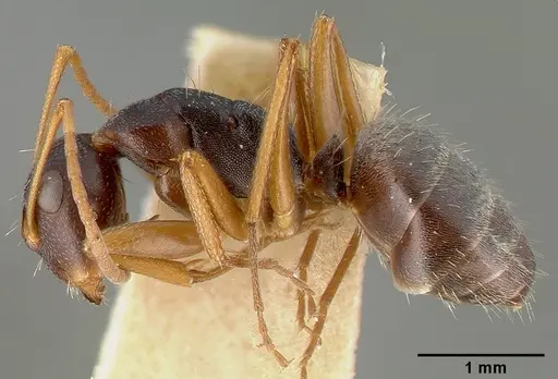 Camponotus planus specimen CASTYPE00458-02 image castype00458-02_3