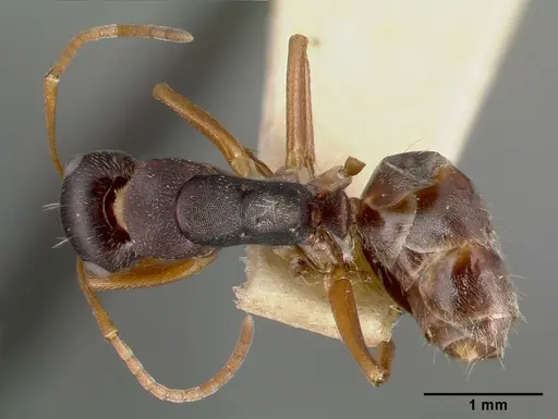 Camponotus planus specimen CASTYPE00458-03 image castype00458-03_1
