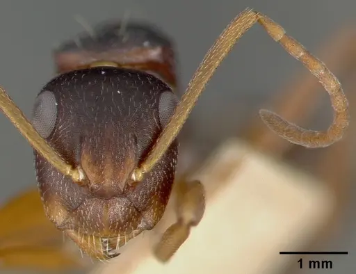 Camponotus planus specimen CASTYPE00458-03 image castype00458-03_2