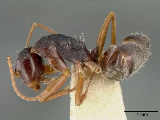 Camponotus planus specimen CASTYPE00458-03 image castype00458-03_3
