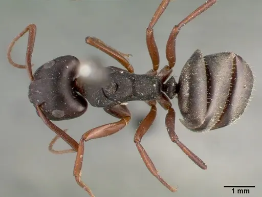 Camponotus planus specimen CASTYPE00459 image castype00459_1