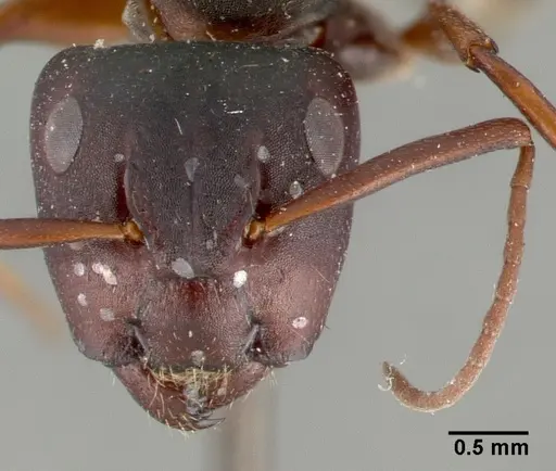 Camponotus planus specimen CASTYPE00459 image castype00459_2