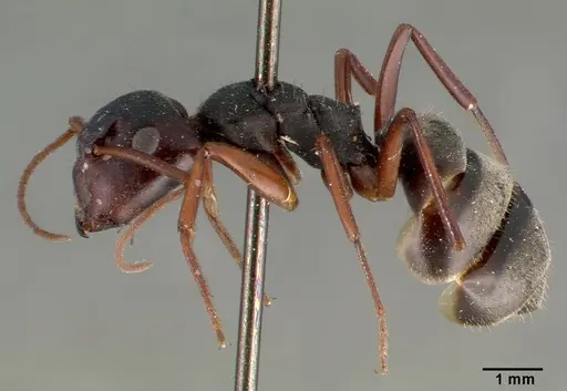 Camponotus planus specimen CASTYPE00459 image castype00459_3