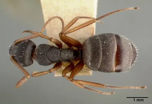 Camponotus planus specimen CASTYPE00460-01 image castype00460-01_1