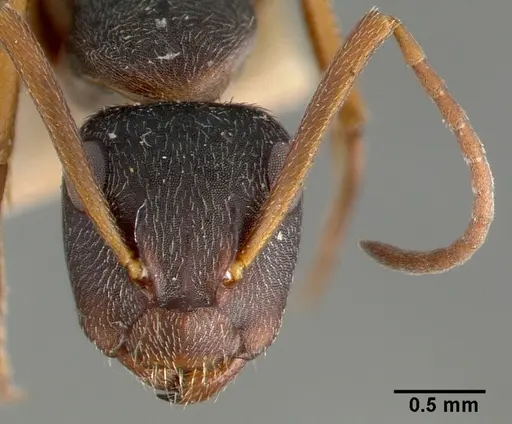 Camponotus planus specimen CASTYPE00460-01 image castype00460-01_2