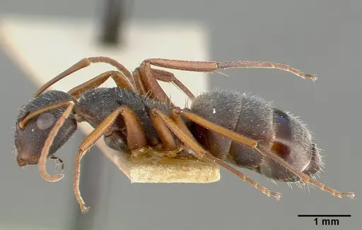 Camponotus planus specimen CASTYPE00460-01 image castype00460-01_3