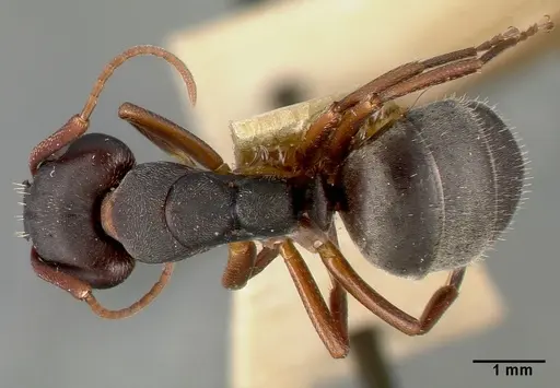 Camponotus planus specimen CASTYPE00460-02 image castype00460-02_1