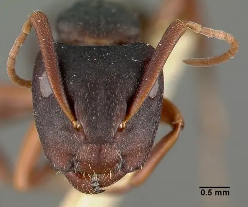 Camponotus planus specimen CASTYPE00460-02 image castype00460-02_2