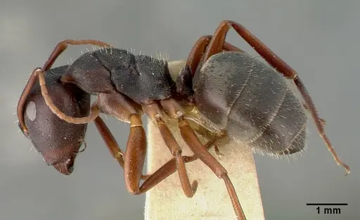 Camponotus planus specimen CASTYPE00460-02 image castype00460-02_3