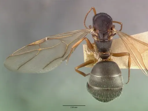 Camponotus planus specimen CASTYPE00460-03 image castype00460-03_1