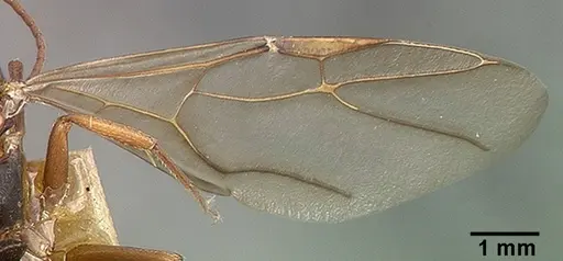 Camponotus planus specimen CASTYPE00460-03 image castype00460-03_2