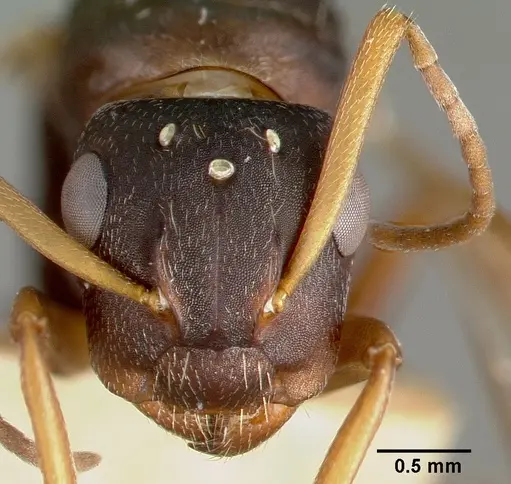 Camponotus planus specimen CASTYPE00460-03 image castype00460-03_3