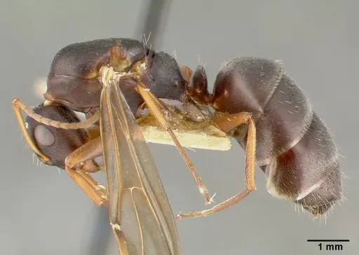 Camponotus planus specimen CASTYPE00460-03 image castype00460-03_4