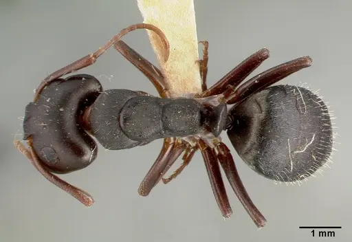 Camponotus planus specimen CASTYPE03690 image castype03690_1
