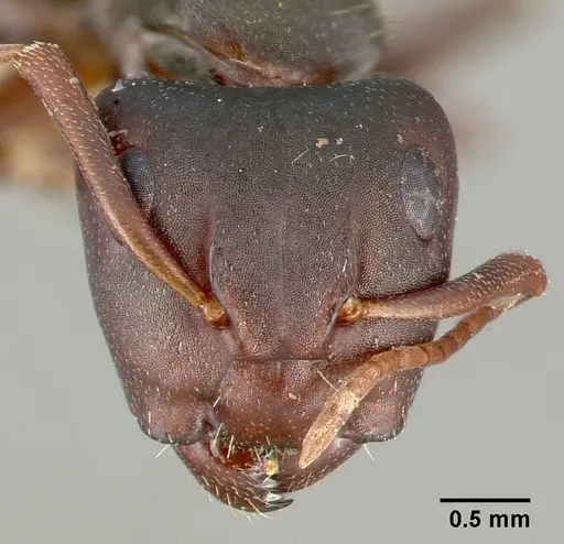 Camponotus planus specimen CASTYPE03690 image castype03690_2